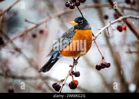 Primo piano di un robin (Turdus migratorius) con la testa girata, arroccato su un ramo di un melo con piccole mele secche appese ai rami sl... Foto Stock