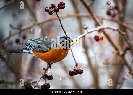 Primo piano di un robin (Turdus migratorius) arroccato su un ramo di un melo con piccole mele secche appese su rami leggermente innevate come... Foto Stock