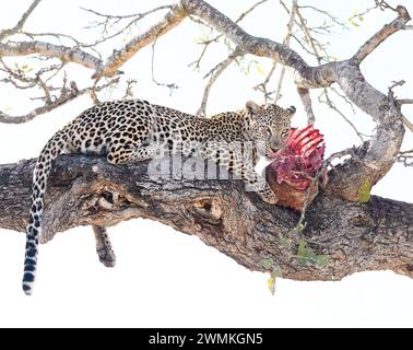 Immagine chiave alta del leopardo nell'albero con Kill Foto Stock