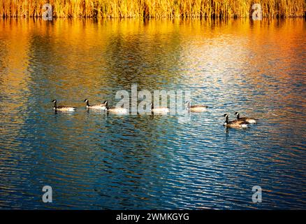 Una famiglia di oche del Canada (Branta canadensis) che nuotano in un lago al tramonto in un parco cittadino durante la stagione autunnale; Edmonton, Alberta, Canada Foto Stock