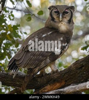 L'aquila-gufo di Verreaux arroccato sull'albero Foto Stock