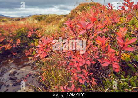 Mirtilli su un arbusto colorato d'autunno lungo Helgafellsveit, passo di montagna vicino a Stykkisholmur, Snaefellsnes, Islanda occidentale; Islanda Foto Stock