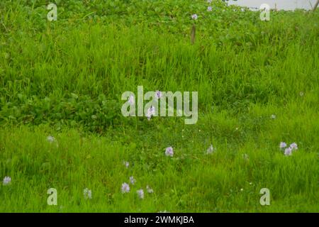 scena un campo piantato con verdure e alcuni anche riso piantato. molto ampia, per quanto l'occhio può vedere le piante. Situato a Wonosobo, Indonesia. niente fastidio Foto Stock