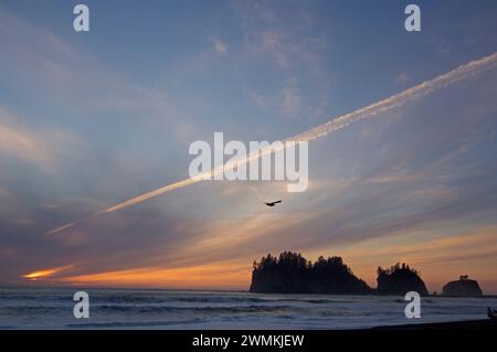 Spiaggia Quileute la Push, riserva Olympic National Park nella penisola olimpica di Washington USA America Foto Stock