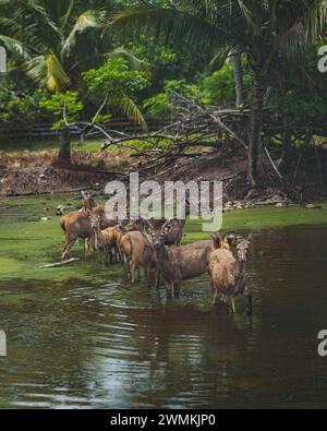 Questo gruppo di cervi Sambar è la specie di cervo Borneo, Rusa Unicolor Brookei, Foto Stock