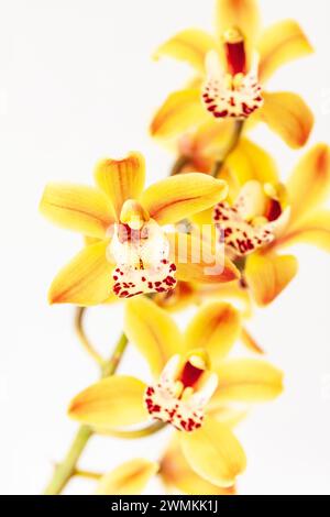 Grandi fiori gialli con macchie rosse e striature su un'orchidea Cymbidium in fiore (orchidea della barca), una pianta tropicale/subtropicale popolare come pianta domestica. Foto Stock