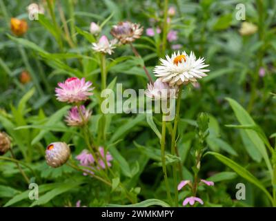 Graziosi fiori di margherita di carta bianca e rosa fioriscono in un giardino australiano a fine estate Foto Stock