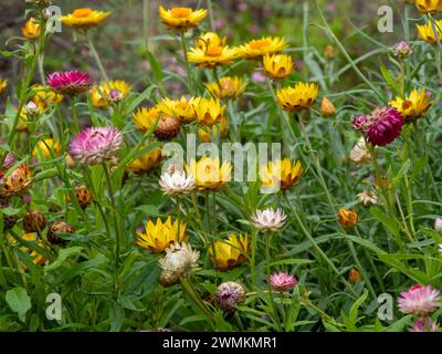 Pretty Paper Daisy Fiori che fioriscono in massa in un giardino australiano a fine estate Foto Stock