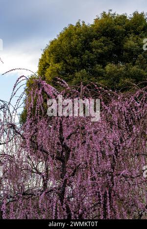 Gli alberi di prugne fioriscono all'inizio della primavera in Giappone nel febbraio 2024 Foto Stock