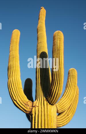 Cactus di Saguaro (Carnegiea gigantea) alla luce del giorno Foto Stock