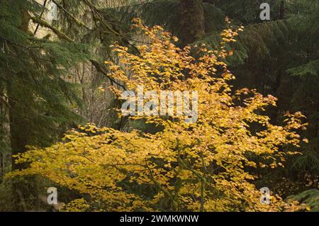 La cascata dell'acero della vite colora il parco nazionale olimpico del fiume Quinault, il parco nazionale olimpico della penisola olimpica di Washington Foto Stock