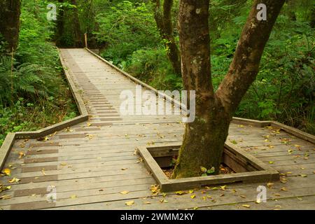 Passeggiata lungo la flora e la Fauna Trail, Kilchis Point Reserve, Bay City, Oregon Foto Stock