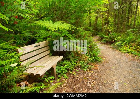 Panchina lungo la flora e la Fauna Trail, Kilchis Point Reserve, Bay City, Oregon Foto Stock