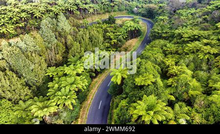 Strada di campagna che si snoda tra lussureggianti felci e cespugli autoctoni Foto Stock