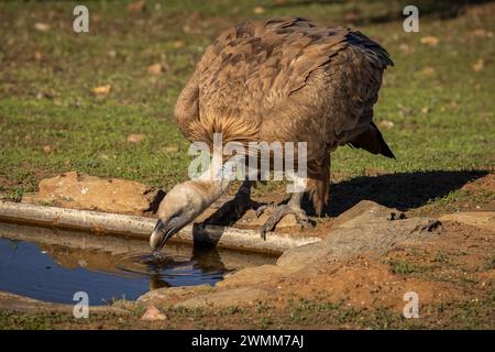 Un grande uccello beve l'acqua di un piccolo laghetto all'aperto sull'erba Foto Stock