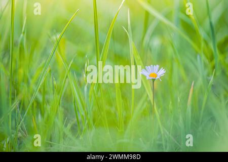 Paesaggio prato a margherita con messa a fuoco morbida astratta. Bel prato erboso verde fresco fogliame sfocato. La tranquilla natura primaverile estiva è ravvicinata e sfocato lussureggiante Foto Stock