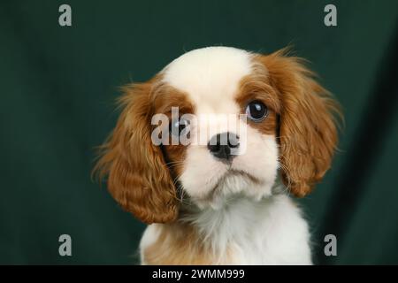 Simpatico cucciolo di spaniel King Charles su sfondo scuro Foto Stock