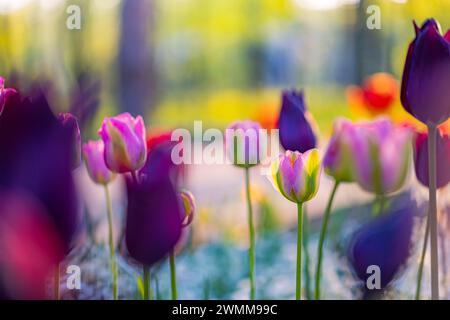 Splendidi tulipani colorati e felici su un paesaggio naturale soleggiato e sfocato. Tulipani in fiore e luminosi, il panorama floreale è primavera amore per la natura. Romantico fiore floreale Foto Stock