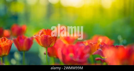 Splendidi tulipani colorati e felici su un paesaggio naturale soleggiato e sfocato. Tulipani in fiore e luminosi, il panorama floreale è primavera amore per la natura. Romantico fiore floreale Foto Stock