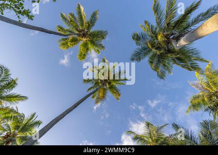 Concetto di sfondo degli alberi tropicali. Palme Coco e cielo blu tranquillo. Esotico sfondo naturale estivo, foglie verdi, paesaggio naturale. Tropicale estivo Foto Stock