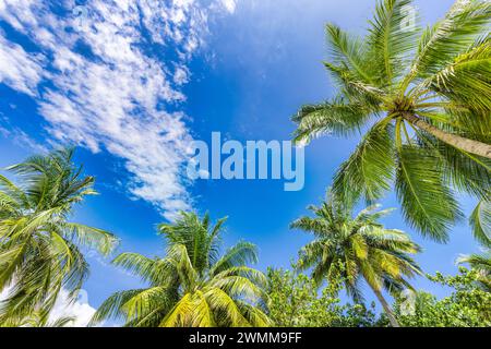 Concetto di sfondo degli alberi tropicali. Palme Coco e cielo blu tranquillo. Esotico sfondo naturale estivo, foglie verdi, paesaggio naturale. Tropicale estivo Foto Stock
