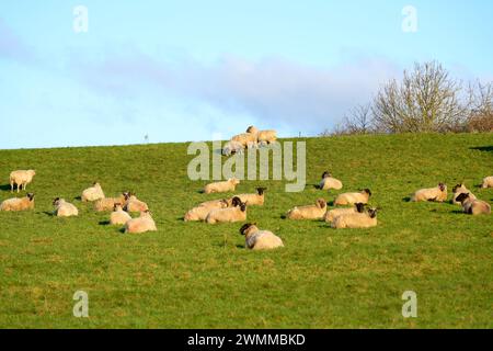 Gregge di pecore che si rilassano su una collina erbosa Foto Stock