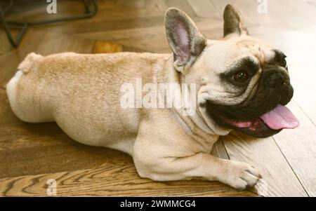 Primo piano, ritratto completo del corpo nel profilo di un adorabile Bulldog francese su legno con la lingua e la bocca aperte su un pavimento di legno. Una vita accogliente Foto Stock