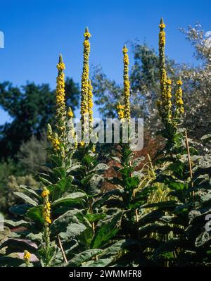 Steli alti di fiori gialli di Verbascum thapsus grande mullein / asta di Aronne che crescono nel giardino inglese a luglio contro un cielo blu, in Inghilterra Foto Stock