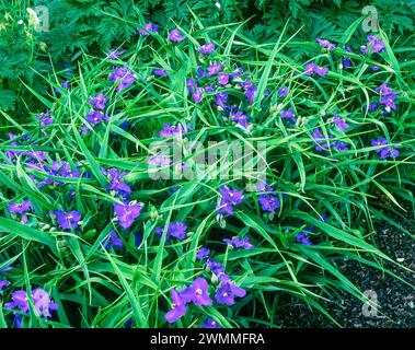 Fioritura Tradescantia 'Zwanenburg Blue' / Tradescantia virginiana / Tradescantia x andersoniana pianta perenne con fiori blu scuro. Foto Stock