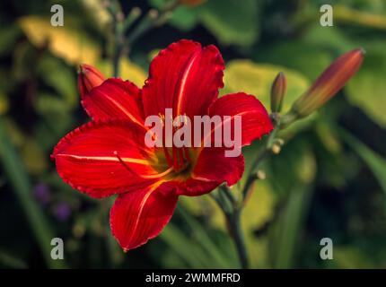 Primo piano di un unico rosso brillante con striscia gialla Hemerocallis 'Stafford' giorno / fiore di giglio in English Garden, Inghilterra, Regno Unito Foto Stock