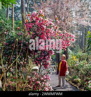 Una visitatrice adulta ammira la fioritura rosa delle camelie/camelie in piena fioritura nei Compton Acres Gardens nell'aprile 1996, Dorset, Inghilterra, Regno Unito Foto Stock