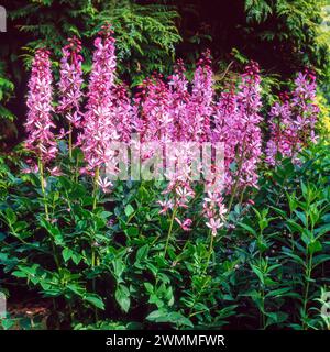 Punte di fiori rosa di Dictamnus albus var caucasicus (dittatura caucasica) che crescono al confine del giardino inglese a giugno. Foto Stock