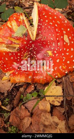 Mosca agarica (Amanita muscaria), matura e incrinata vista su un letto di foglie autunnali marroni e gialle sul fondo della foresta. Funghi velenosi altamente tossici Foto Stock
