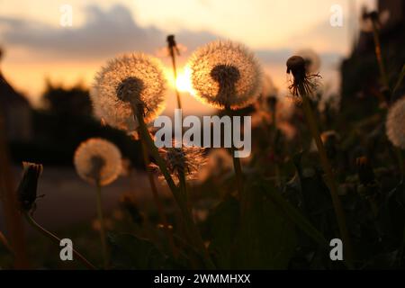 Testa di semina luminosa (Taraxacum officinale) al tramonto - carta da parati calda naturale, salvaschermo, sfondo. Le erbacce sembrano meravigliose durante l'ora d'oro Foto Stock