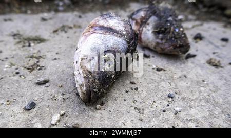 Dettaglio del pesce viziato nella spazzatura Foto Stock