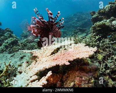 Pesce leone comune, Pterois volitans, un pesce velenoso autoctono sulla barriera corallina mentre fai immersioni sull'isola di Santa Ana, Isole Salomone Foto Stock