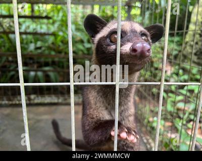 Ubud, Indonesia. 11 febbraio 2024. Un giovane gatto nella sua gabbia in un giardino di caffè per i turisti a Bali. Gli animali vengono ingabbiati per produrre il caffè Luwak (Kopi Luwak), probabilmente il caffè più costoso del mondo. Le bacche di caffè devono passare attraverso il tratto digerente dei gatti del civet, che soffrono terribilmente di conseguenza. Sono tenuti in gabbie troppo piccole, mentre i turisti provenienti da tutto il mondo sono trattati con il più puro idillio nei giardini di caffè di Bali. Crediti: Carola Frentzen/dpa/Alamy Live News Foto Stock