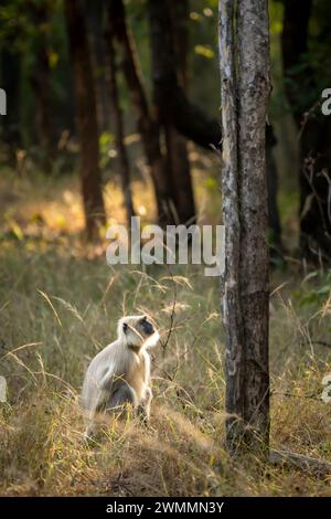 Nelle pianure settentrionali il langur grigio o il langur sacro del Bengala e le specie di primate del langur Hanuman nella famiglia dei Cercopithecidae nella stagione invernale l'ora d'oro dell'india Foto Stock