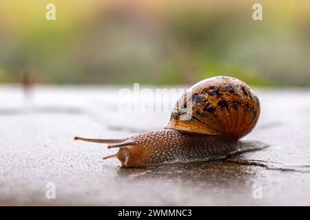 La lumaca scorre lungo una superficie ruvida. Primo piano. Gasteropodi con guscio nero marrone maculato esterno. Sfondo animale. Malacologia, zoologia, studio del corpo molle o dei molluschi Foto Stock