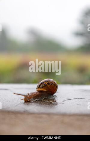Gasteropodi con guscio nero marrone maculato esterno. La lumaca scorre lungo una superficie ruvida. Sfondo animale. Malacologia, zoologia, studio del corpo molle o dei molluschi. Primo piano. Foto Stock