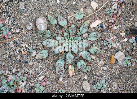 Little Desert Trumpet, Wild Buckwheat, Eriogenum trichope Foto Stock