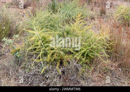 Esparraguera blanca (Asparagus albus) è un arbusto originario del bacino del Mediterraneo occidentale. Questa foto è stata scattata nel Parco naturale di Cabo de Gata, Almeria, AN Foto Stock