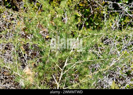 Esparraguera blanca (Asparagus albus) è un arbusto originario del bacino del Mediterraneo occidentale. Questa foto è stata scattata nel Parco naturale di Cabo de Gata, Almeria, AN Foto Stock