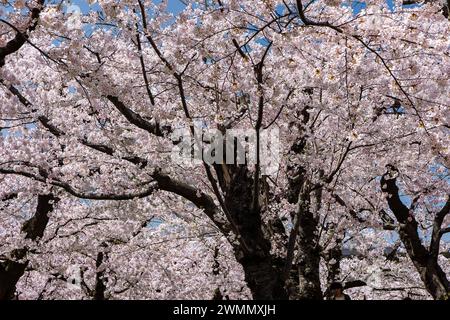 Splendidi fiori rosa giapponesi di ciliegio (Sakura) in primavera in una giornata soleggiata e luminosa Foto Stock