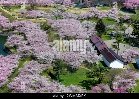 Bellissimo fiore rosa di ciliegio durante Hanami nel parco Goryokaku, Hakodate (Hokkaido, Giappone) Foto Stock