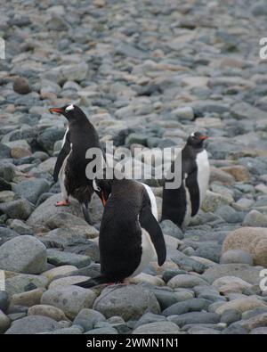 Durante una spedizione in Antartide ho avuto l'opportunità di scattare queste foto dei pinguini nel loro ambiente naturale, un'esperienza molto emozionante. Foto Stock