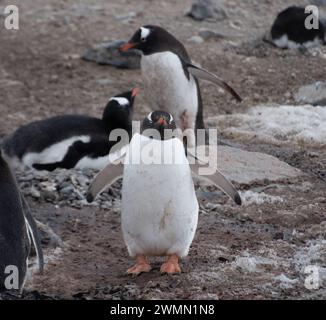 Durante una spedizione in Antartide ho avuto l'opportunità di scattare queste foto dei pinguini nel loro ambiente naturale, un'esperienza molto emozionante. Foto Stock