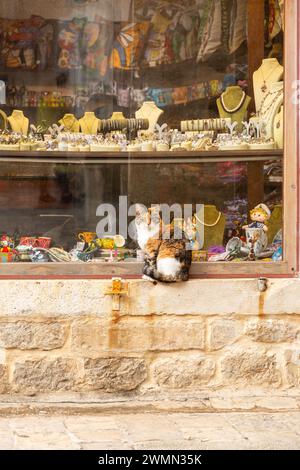 Budva, Montenegro - 13 febbraio 2024: Gatta randagio seduto su una vetrina nella città vecchia di Budva nel comune di Budva, Montenegro. Foto Stock