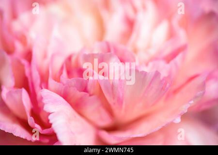 Primo piano di un fiore di peonia rosa, sfondo astratto floreale Foto Stock