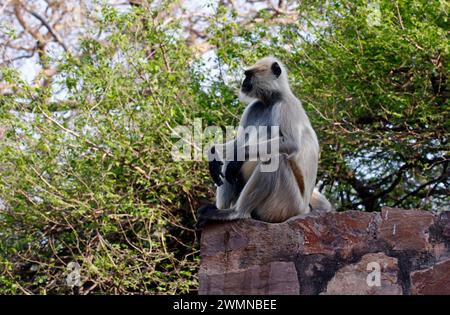 Scimmie di langur al forte di Ranthambore in India Foto Stock